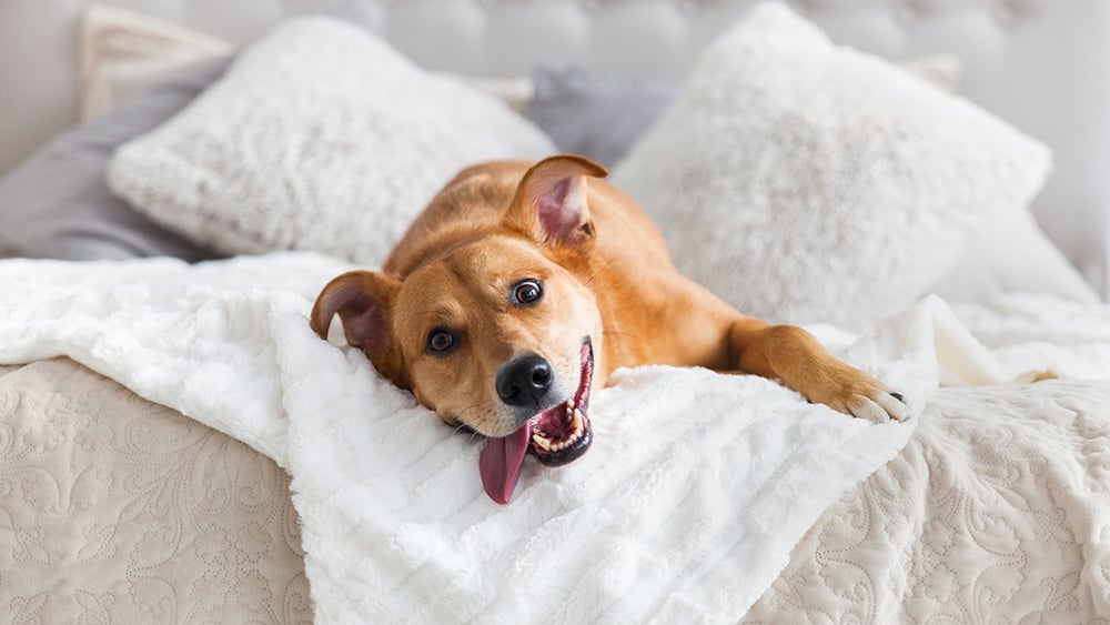 AdobeStock_232508265 copy